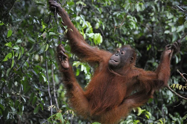 Orangutan giovanile .Pongo pygmaeus — Foto Stock