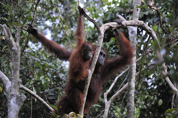 Mother Orangutan and Baby — Stock Photo, Image