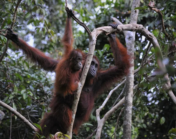 Madre Orangutan e Bambino — Foto Stock