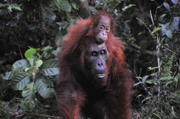 Madre Orangutan e Bambino — Foto Stock