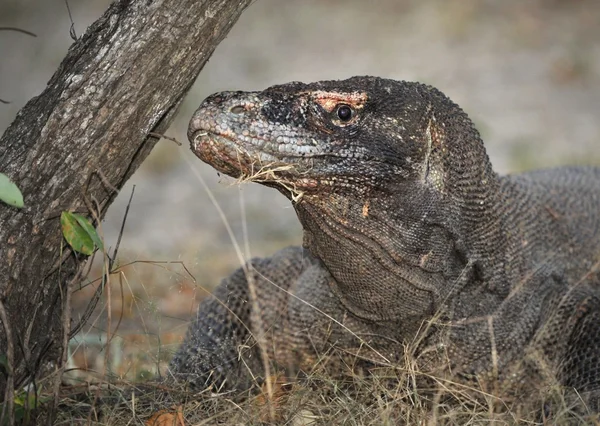 Close-up de dragão de Komodo — Fotografia de Stock