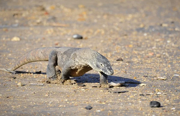 Dragón de Komodo (Varanus komodoensis ) — Foto de Stock