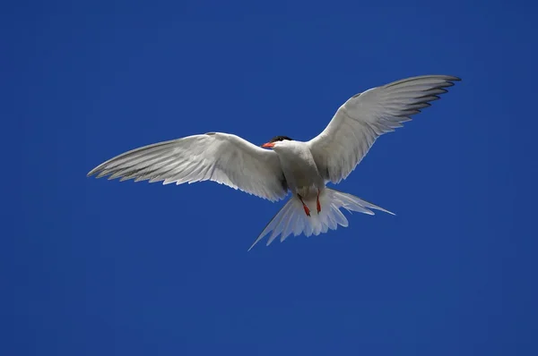 Tern in flight — Stock Photo, Image