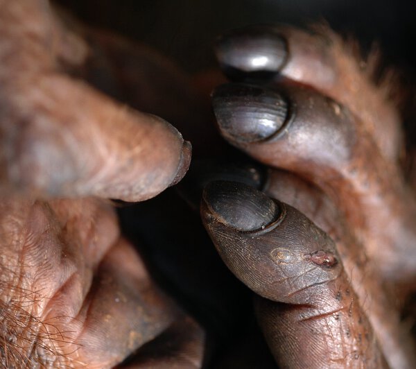 Fingers of orangutan