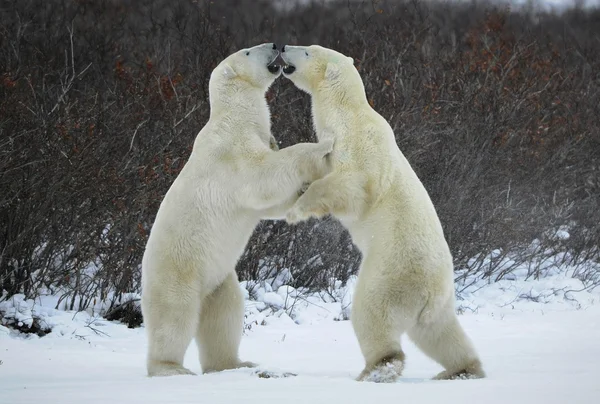 Luta de ursos polares . — Fotografia de Stock
