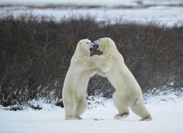 Kampf der Eisbären. — Stockfoto