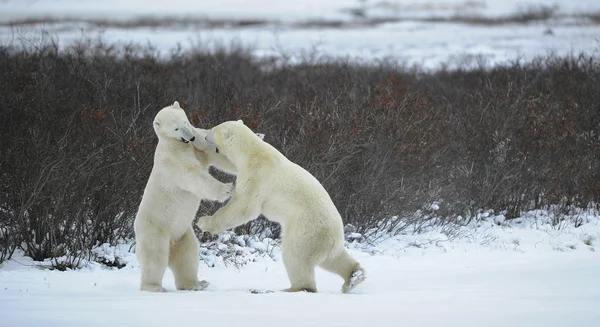 Lucha de osos polares . —  Fotos de Stock