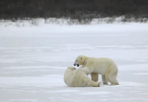 Lucha de osos polares . — Foto de Stock