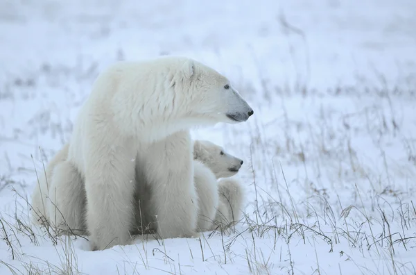Polární medvěd ona se mláďata. — Stock fotografie