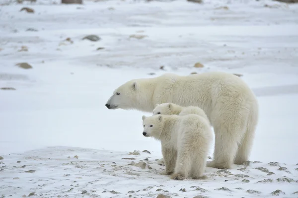 Polar hon-bear med ungar. — Stockfoto