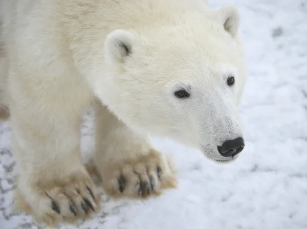 Retrato de oso polar . —  Fotos de Stock