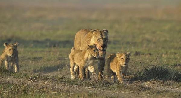 Lioness after hunting with cubs. — Stock Photo, Image