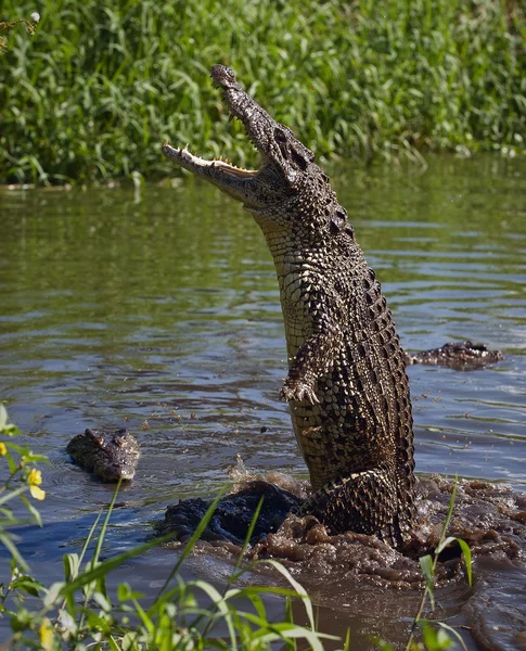 Aanval krokodil — Stockfoto