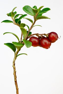 Late cowberry. clipart