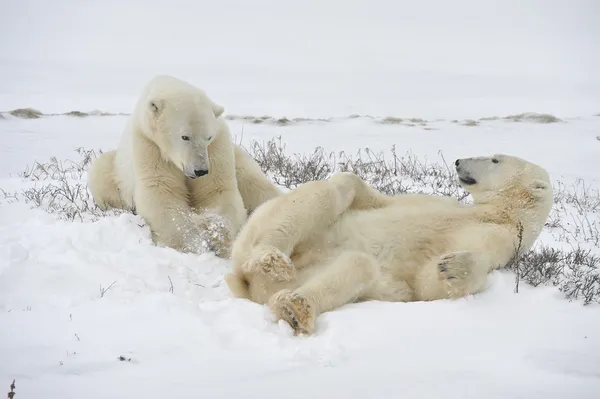 Kutup ayıları playfool — Stok fotoğraf