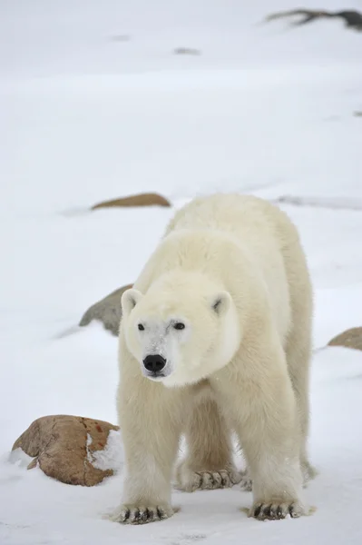Retrato de oso polar . Imagen De Stock