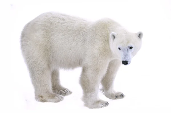 Urso polar Fotografia De Stock