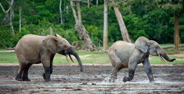 Attack of an elephant.