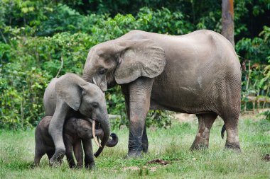 Family of forest Elephants. clipart