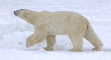 Polar bear walk. clipart