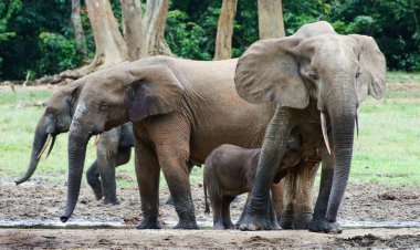 The elephant calf drinks milk at mum. clipart