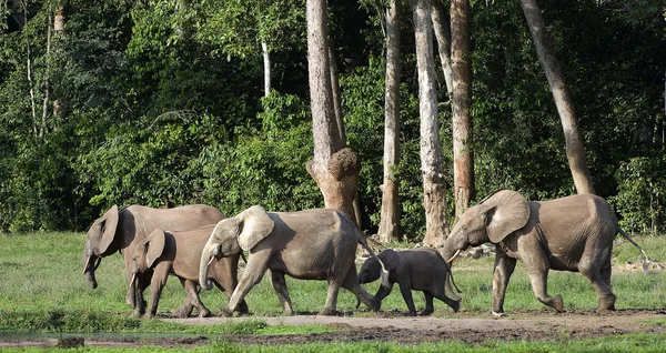 Afrikanische Waldelefanten (loxodonta cyclotis)). — Stockfoto