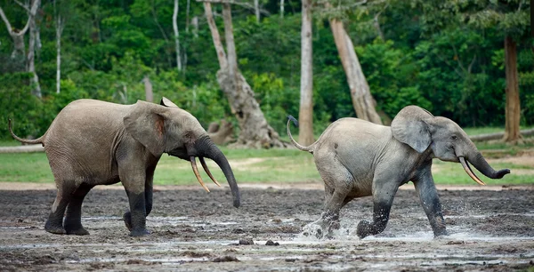 Angriff eines Elefanten. — Stockfoto