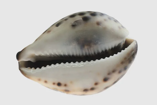 stock image Sea cockleshell