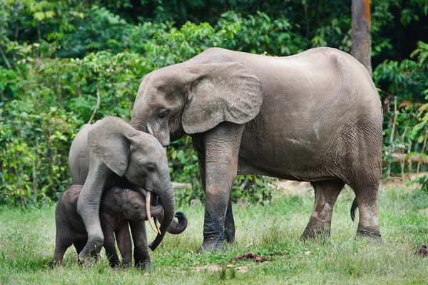 Rodina lesa slonů. — Stock fotografie