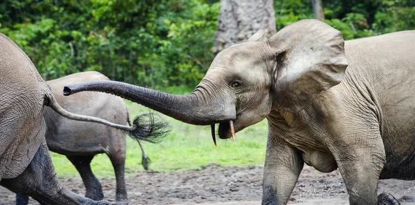 Ataque de um elefante . — Fotografia de Stock