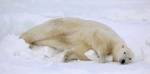 Reste d'un ours polaire . — Photo