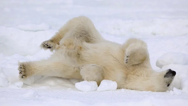 Resto de um urso polar . — Fotografia de Stock