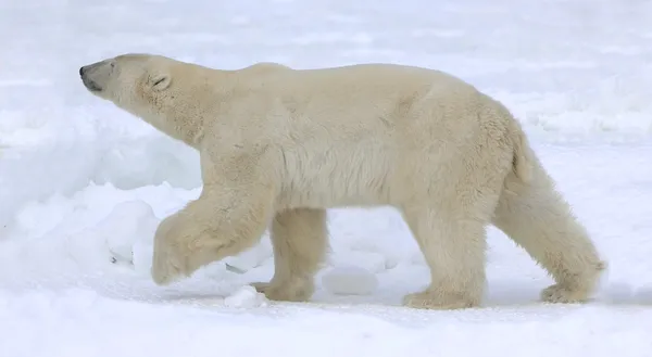 Polar bear lopen. — Stockfoto