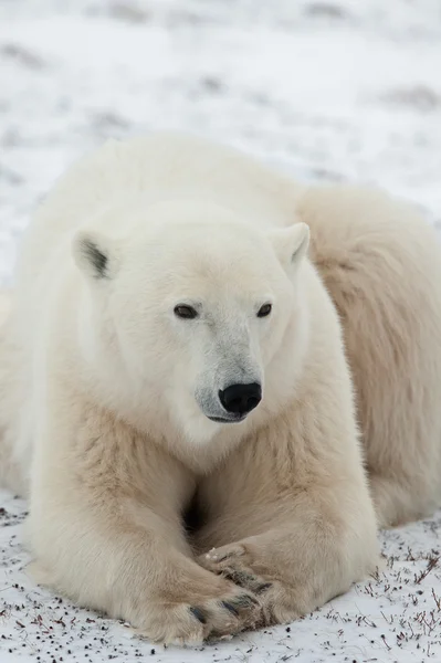 Portret niedźwiedzia polarnego. — Zdjęcie stockowe