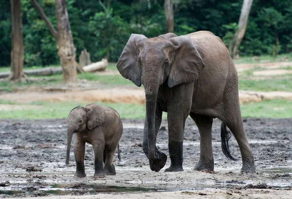 Dziecko słoń łydka z mamą. — Zdjęcie stockowe