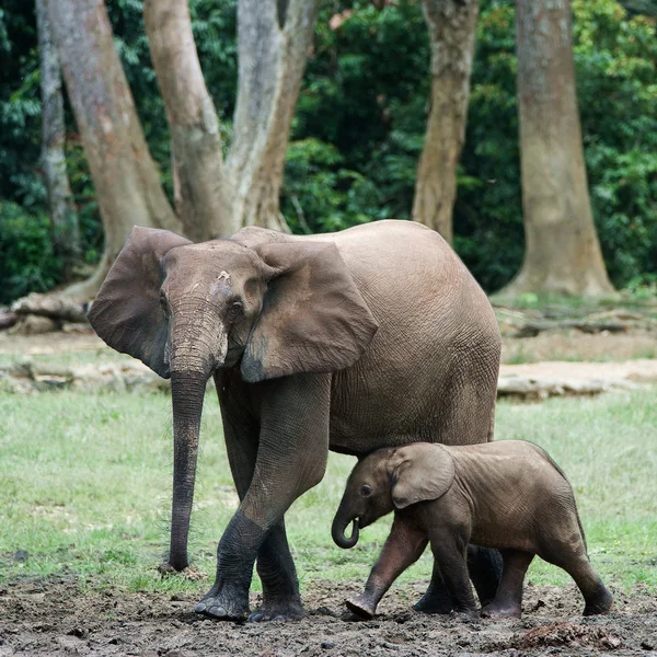 Das Kind das Elefantenkalb mit Mama. — Stockfoto