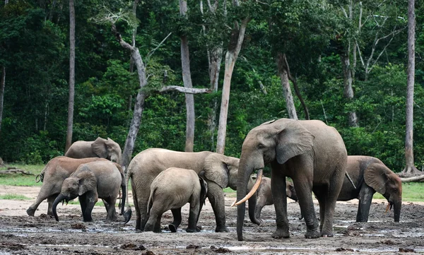 Elefantes forestales africanos (Loxodonta cyclotis ). —  Fotos de Stock