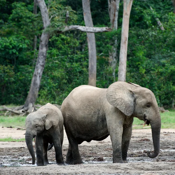 Мальчик слон теленок с мамой . — стоковое фото