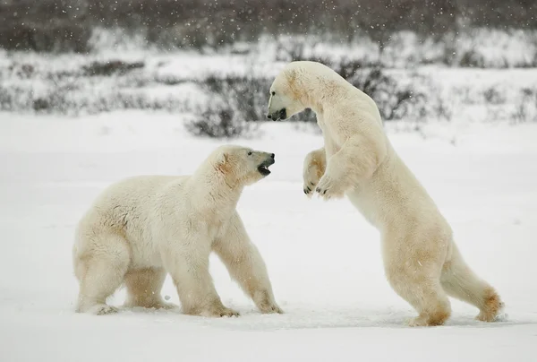 Fighting isbjörnar. — Stockfoto