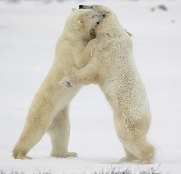 Lutter contre les ours polaires . — Photo