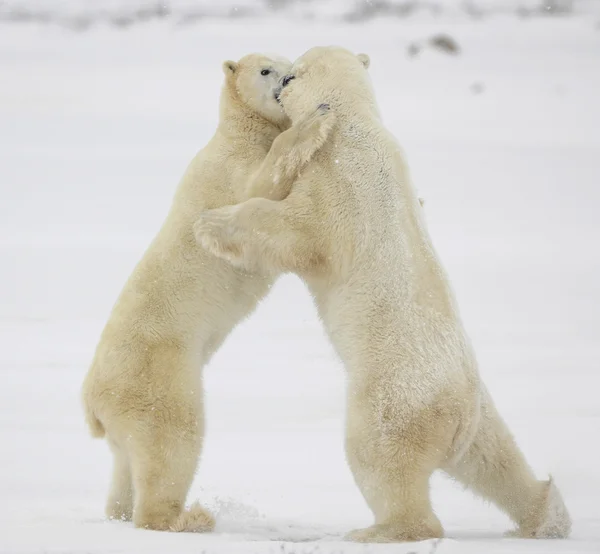 Bestrijding van ijsberen. — Stockfoto