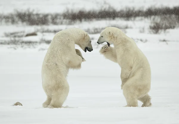 Kampf gegen die Eisbären. — Stockfoto