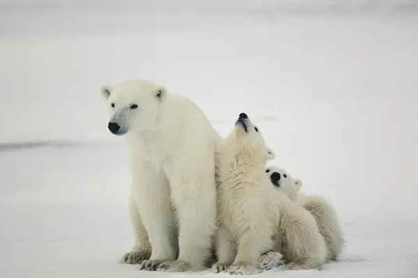 Ursa polar com filhotes . — Fotografia de Stock