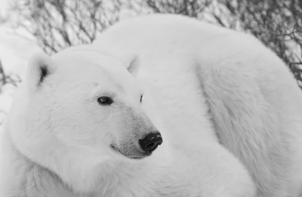 Retrato de um urso polar . — Fotografia de Stock