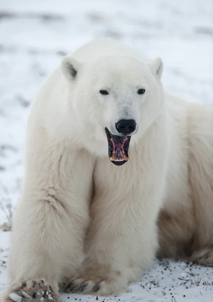 Portret ziewanie niedźwiedź polarny. — Zdjęcie stockowe