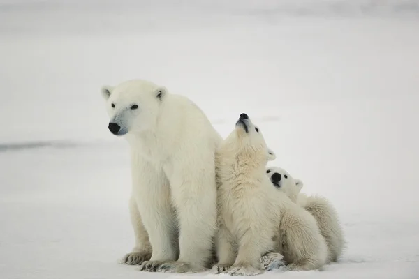 Polar dişi ayı yavruları ile. Telifsiz Stok Imajlar