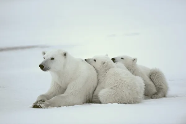 Polar hon-bear med ungar. Stockbild