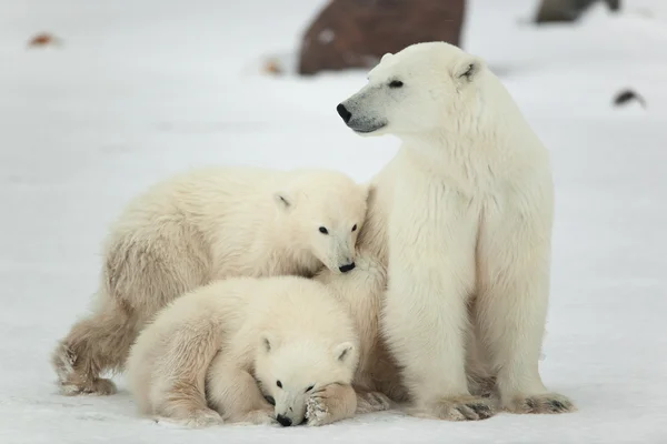 Orsa polare con cuccioli . Immagine Stock