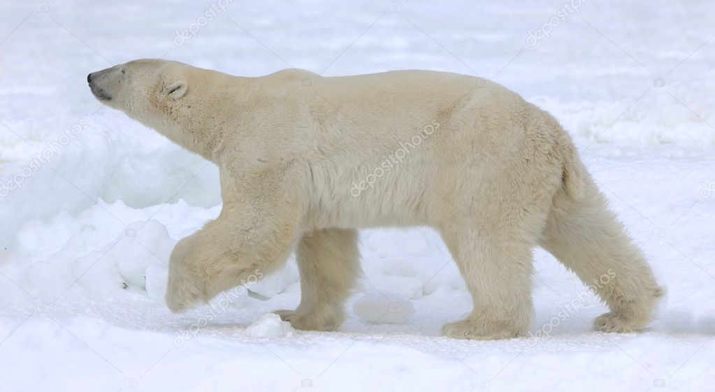 Polar bear walk.