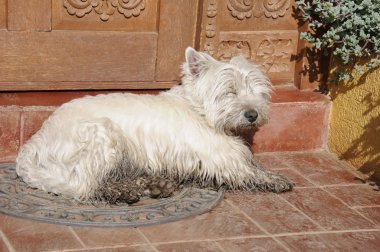 soyu köpeği terrier